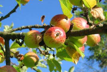 mermelada de manzana